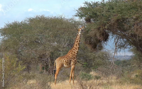 Giraffes walk in the savannah and eat leaves in the trees