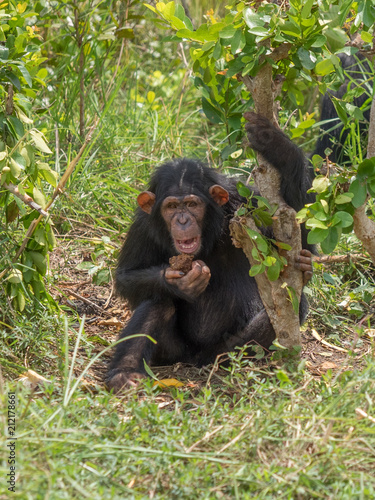 Chimpanzee consists of two extant species  the common chimpanzee and the bonobo. Together with humans  gorillas and orangutans they are part of the family Hominidae  the great apes .  Pan troglodytes 