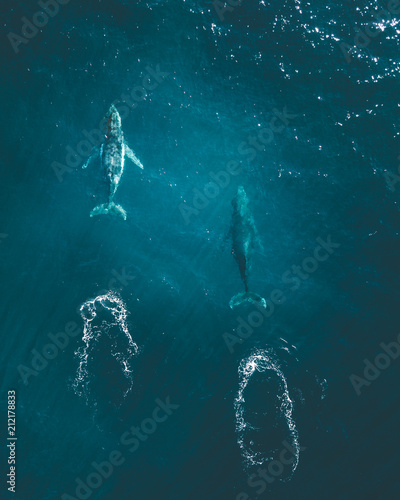 migrating humpback whales