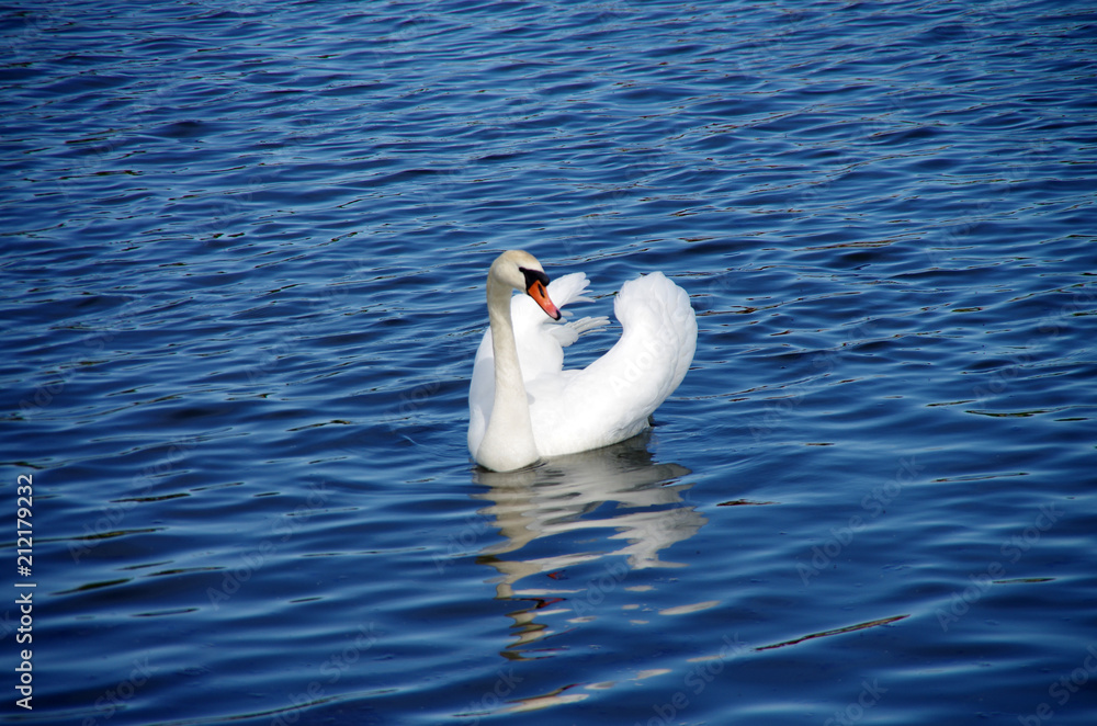 White swan floating in the water White swan floating in the water