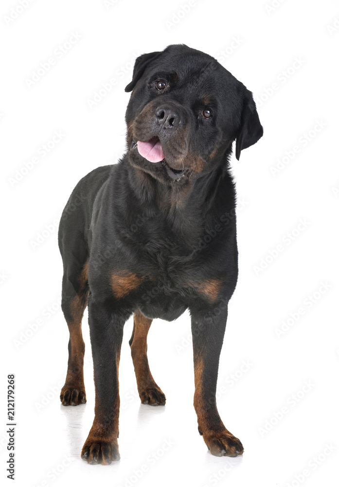rottweiler in studio rottweiler in studio
