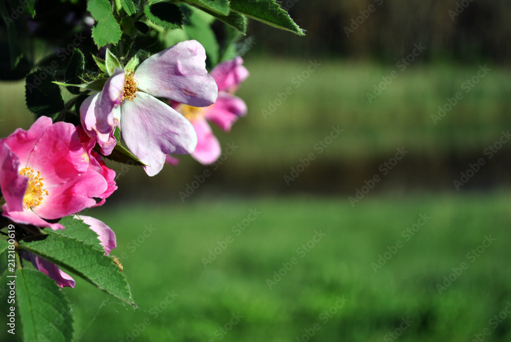 Wild rose pink flower on the soft dark green blurry bokeh background Wild rose pink flower on the soft dark green blurry bokeh background