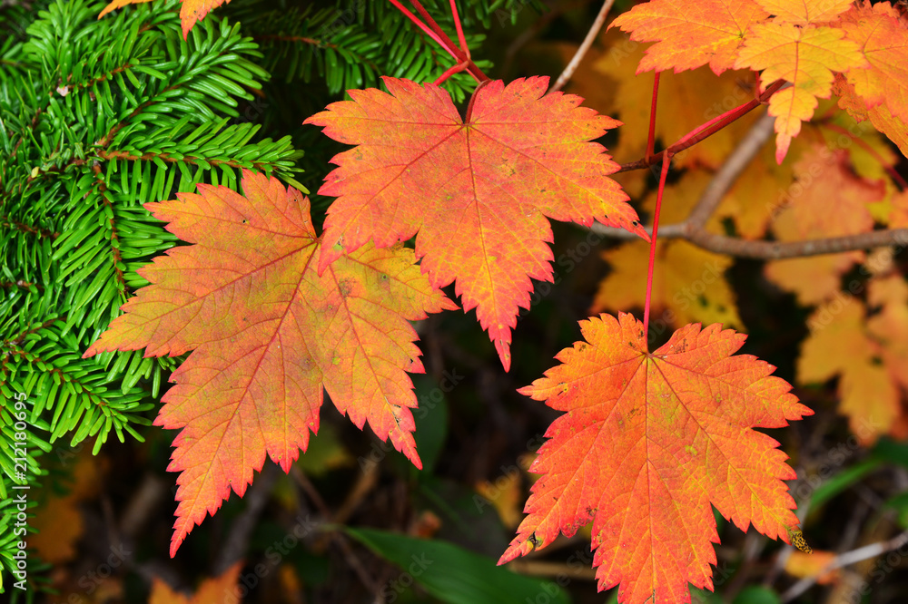 紅葉9 紅葉9