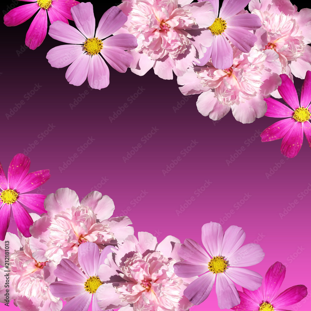Beautiful floral background with peonies and Cosmo Beautiful floral background with peonies and Cosmo