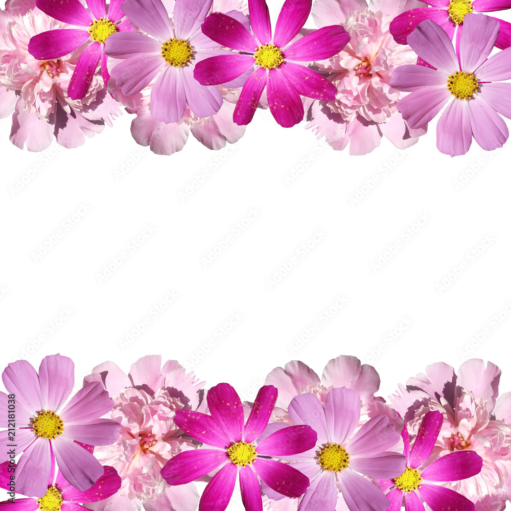 Beautiful floral background with peonies and Cosmo Beautiful floral background with peonies and Cosmo