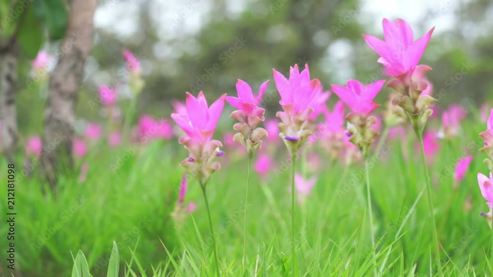 Krachai flower with nature green background
Krachai flower with nature green background