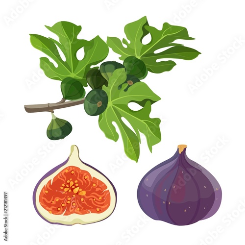 Ficus fruit and branch with leaves vector illustration