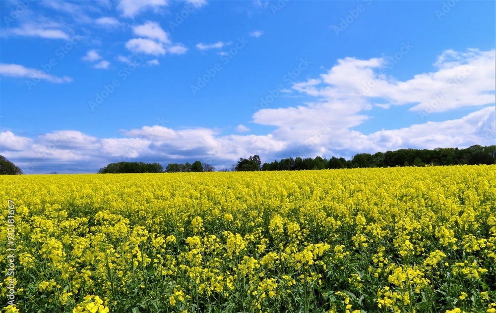 菜の花畑　北海道滝川市