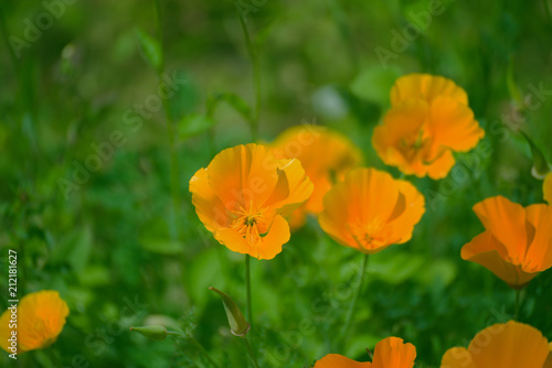 Fleurs de pavot .