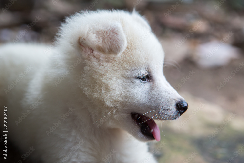 close up face white dog with bright eyes close up face white dog with bright eyes