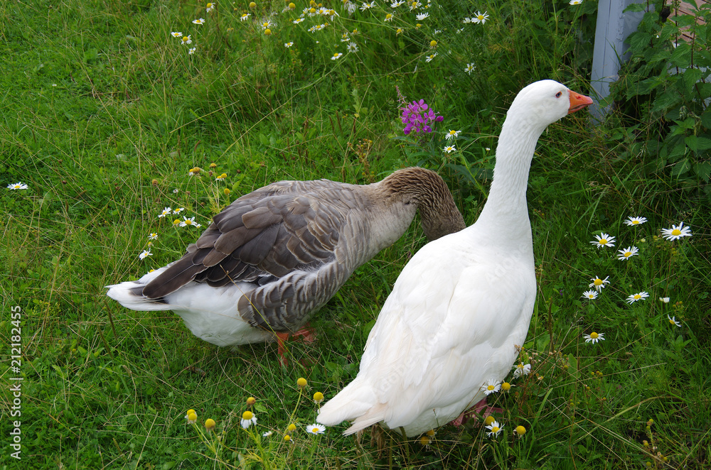 Obraz premium Geese on the grass