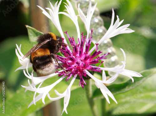 Buff Tailed Bumble bee feeding on a Centaurea montana (cornflower) waith a natural greenbokeh garden  background photo