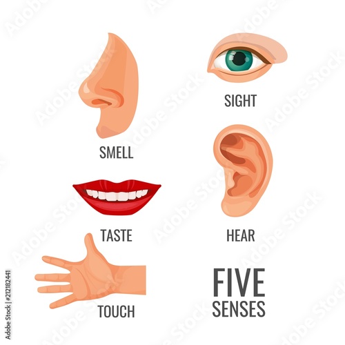 Five senses with titles at body parts vector illustration