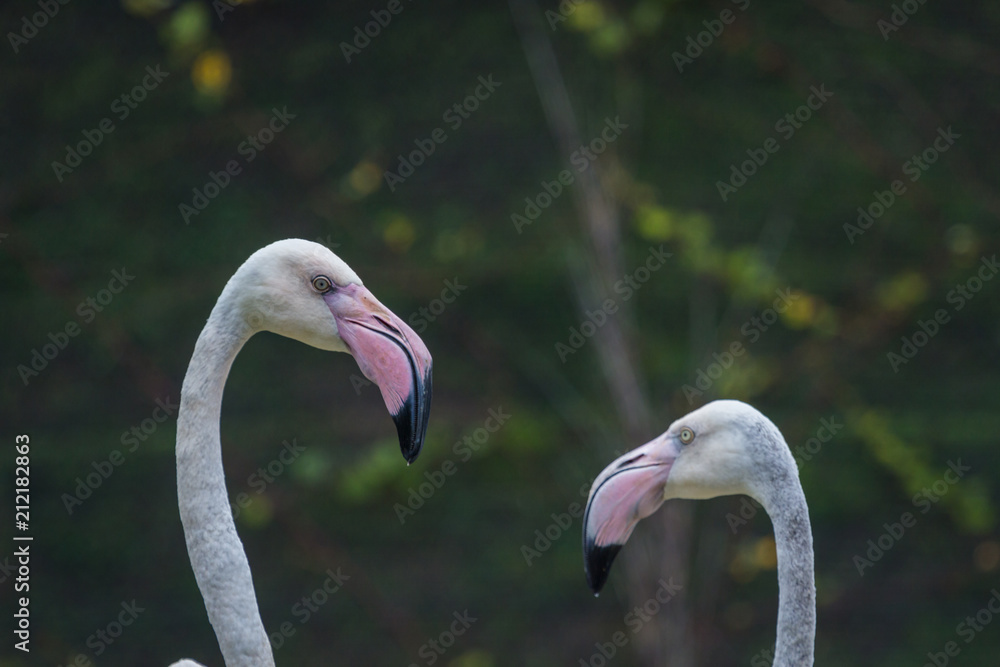Fototapeta premium Head of Flamingo beautiful portrait