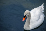 Beautiful white swan swimming on River Coln in Gloucestershire, England