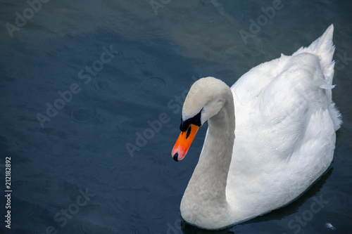 Beautiful white swan swimming on River Coln in Gloucestershire, England