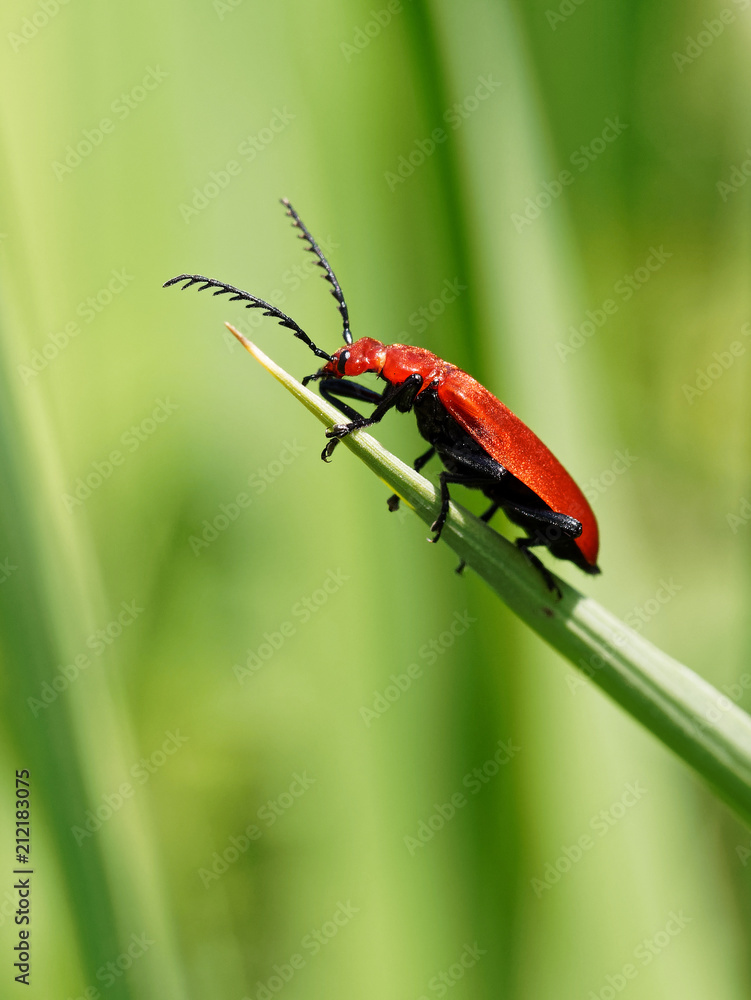 Fototapeta premium Red Cardinal Beetle