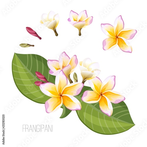 Frangipani plumeria flower with green leaves isolated on white
