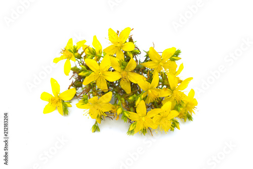 St John's wort, yellow blossom of tutsan bush, herbal medicinal Hypericum perforatum plant, isolated on white background photo