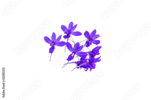 Fototapeta Naklejka Na Ścianę i Meble -  Consolida regalis, forking larkspur, rocket-larkspur, field larkspur, delphinium flower, close-up, isolated on white