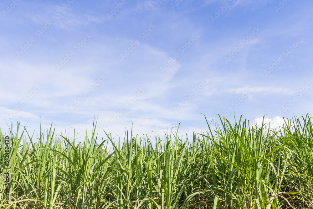 Green corn field growing up