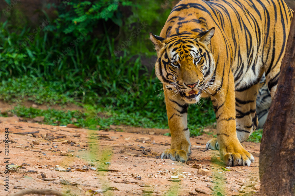 Fototapeta premium bengal tiger standing