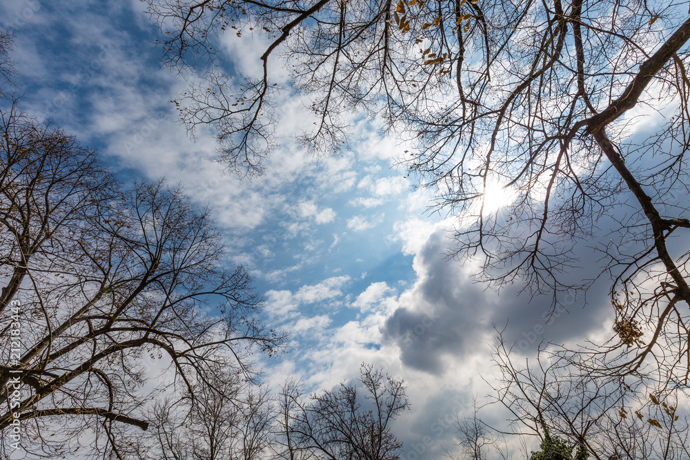 Sky with clouds and branches