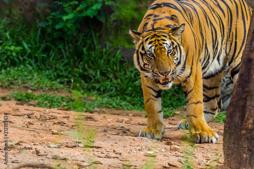 bengal tiger standing