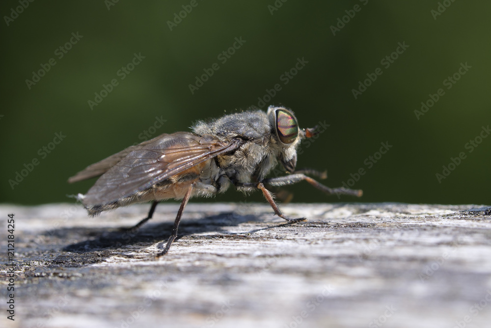 Bremse - Tabanidae in einer Makroaufnahme Bremse - Tabanidae in einer Makroaufnahme