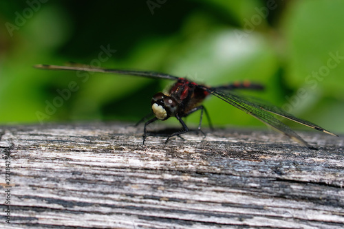 Kleine Moosjungfer - Leucorrhinia dubia auf einem Blatt - in einer Makroaufnahme