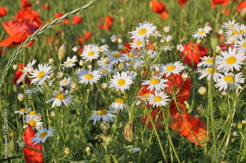 Chamomile, poppies and other wildflowers.