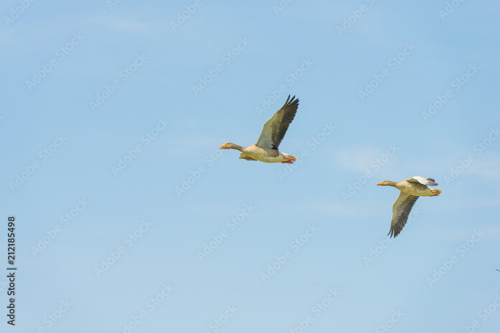 Geese flying in a blue cloudy sky in sunlight in summer Geese flying in a blue cloudy sky in sunlight in summer