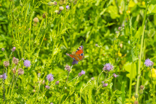 Butterfly on a flower in sunlight in summer
