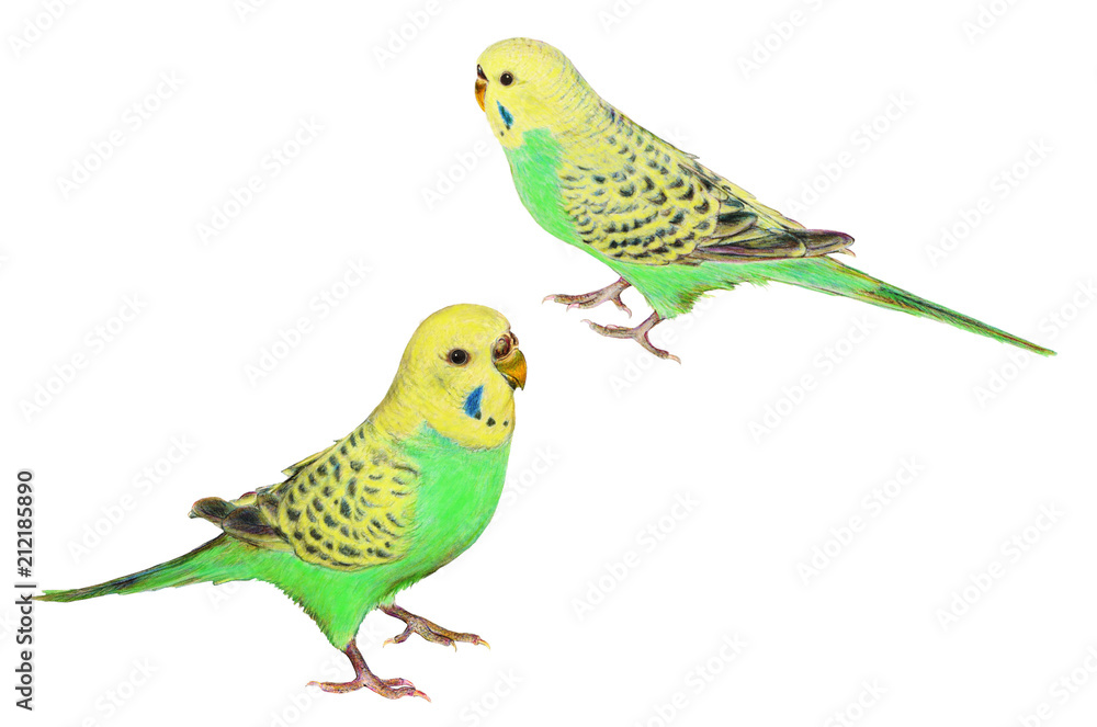 セキセイインコ 黄色 黄緑色 ２羽のインコ Stock イラスト Adobe Stock