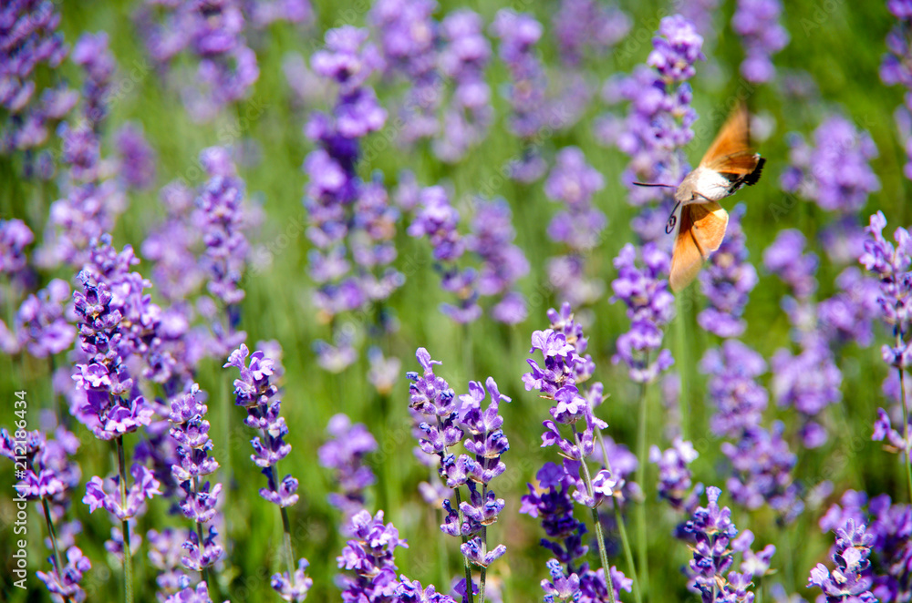 Macroglossum stellatarum feeding from lavender in Crimea Macroglossum stellatarum feeding from lavender in Crimea