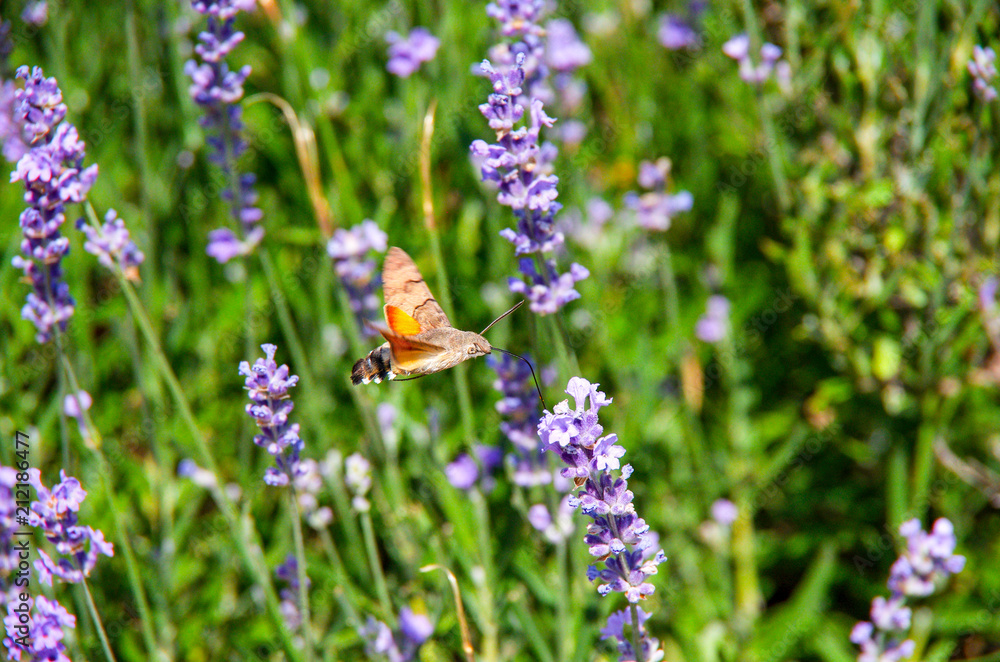 Macroglossum stellatarum feeding from lavender in Crimea Macroglossum stellatarum feeding from lavender in Crimea