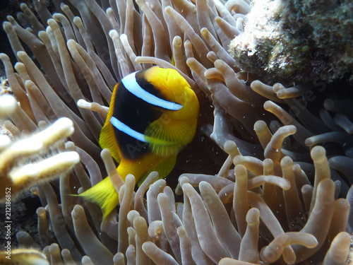 Unterwasserfotografie am Roten Meer 