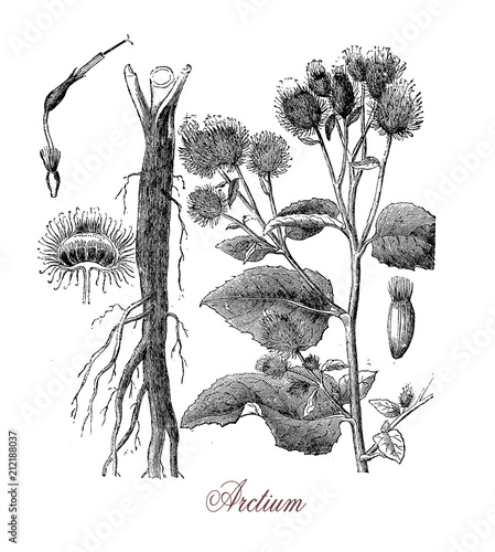 Fotografiet burdock or arctium, plant with prickly heads
