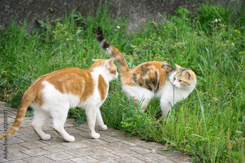 Fotografija 発情期の野良猫
