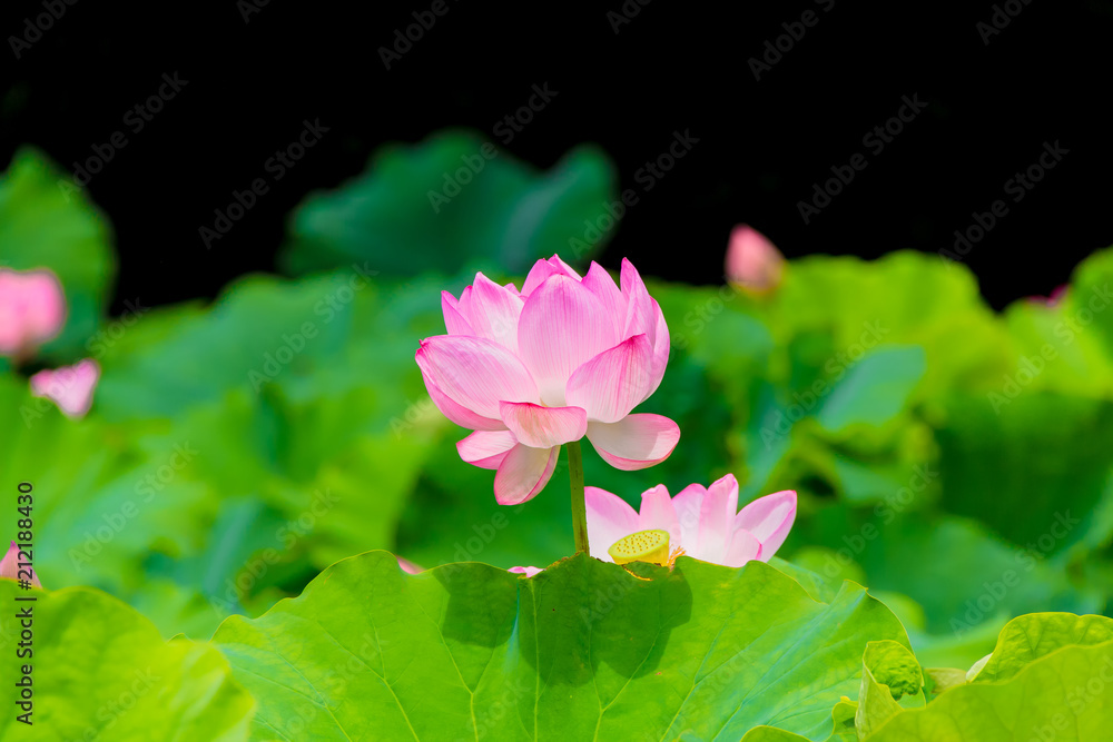 Lotus Flower at Yokohama, Kanagawa Prefecture Japan Lotus Flower at Yokohama, Kanagawa Prefecture Japan