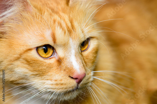 Close-up photo of beautiful adorable red cat