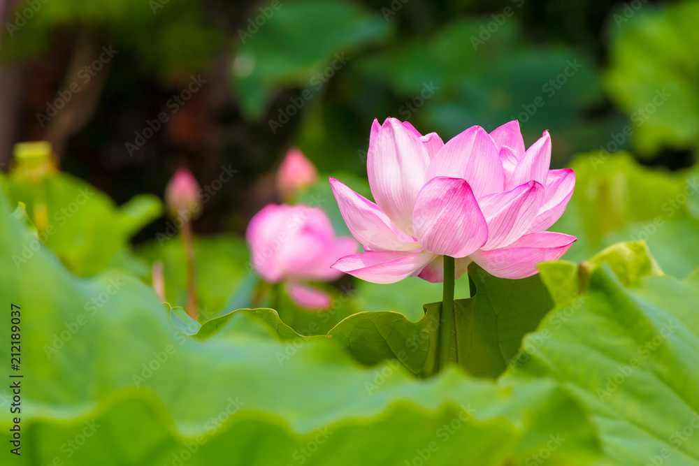 Lotus Flower.Background is the lotus leaf and lotus bud and lotus flower and tree.Shooting location is Yokohama, Kanagawa Prefecture Japan.