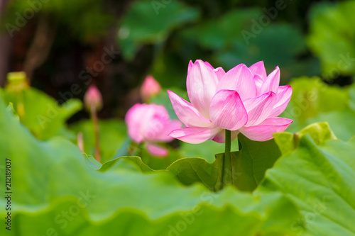 Lotus Flower.Background is the lotus leaf and lotus bud and lotus flower and tree.Shooting location is Yokohama  Kanagawa Prefecture Japan.