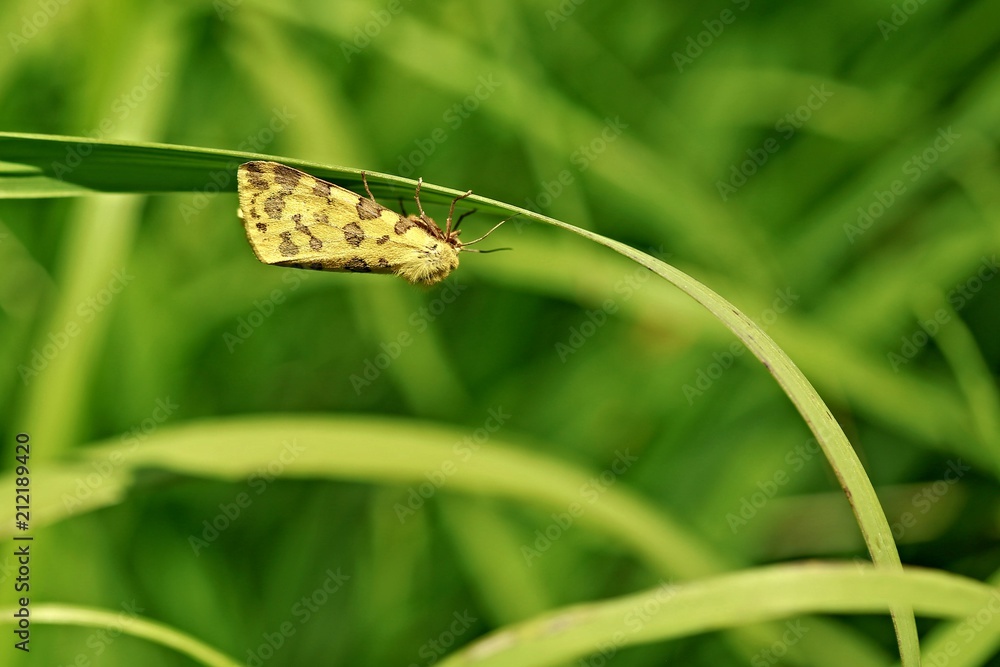 Yellow colored, brown spotted butterfly, Pseudopanthera macularia, with folded wings sitting on  green grass upside down, sunny summer day, bright colors, blurry background