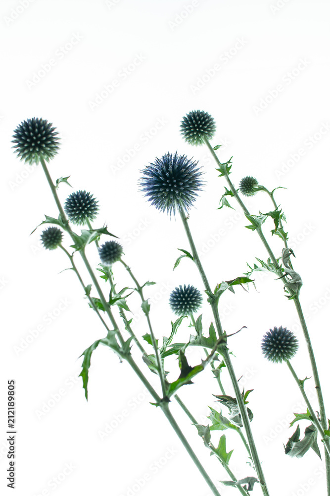 瑠璃玉アザミ✳︎ビタミンカラーの夏リース◎25センチ フラワー・リース 