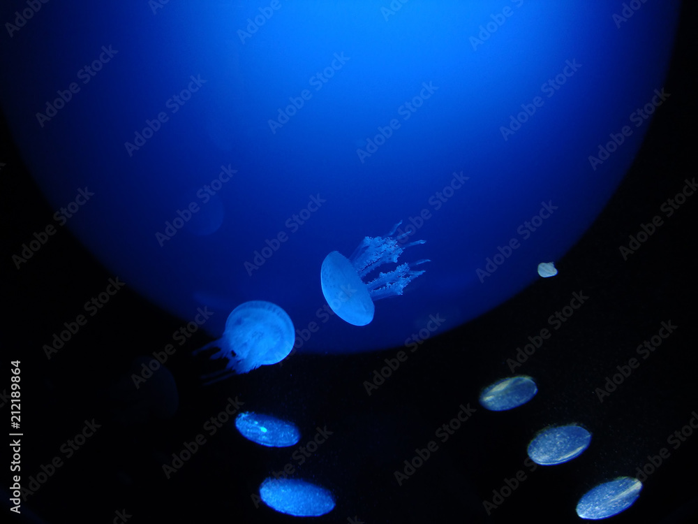 Jellyfish under water illuminated with blue light Jellyfish under water illuminated with blue light