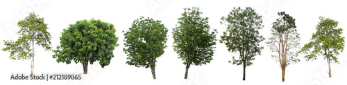 Tree isolated on a white background.