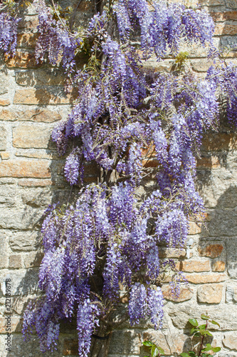 Plant de glycine sur le mur d'une maison photo