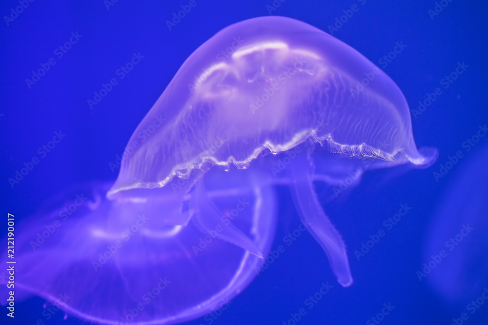 Jellyfish under water illuminated with pink light