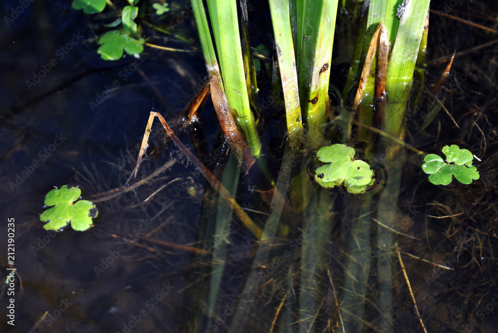 Φωτογραφία Green reeds growing in dark water, roots and small leaves close up detail